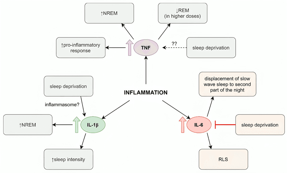 Diagram showing the relationship between inflammation and sleep.