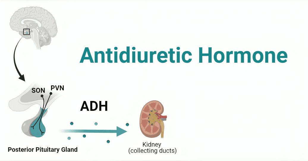 Antidiuretic Hormone (ADH) affecting kidney collecting ducts.