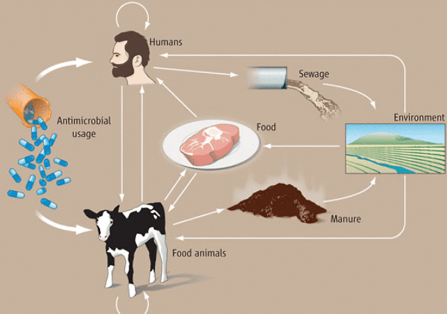 Livestock cycle, antimicrobial usage, showing potential contamination routes.