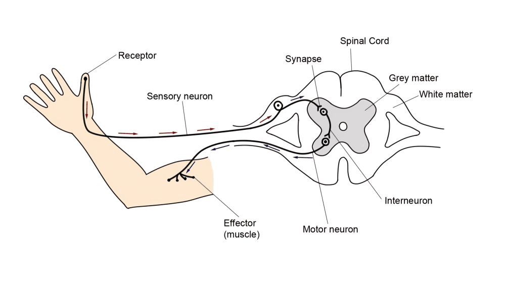 Reflex arc pathway showing sensory, motor, and interneurons.