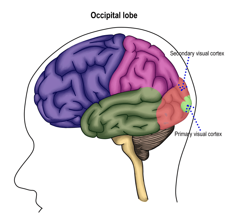 Side view of the brain showing the occipital lobe and visual cortices.