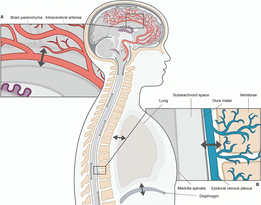 Brain and spinal cord with vertebral column.