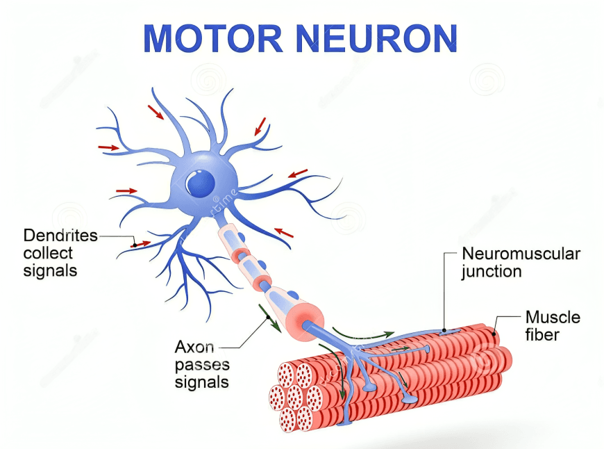 Diagram of a motor neuron and muscle fiber.