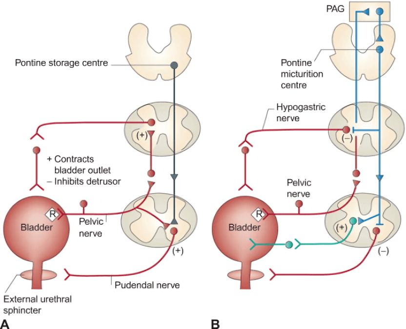 Control of bladder storage (A) and micturition (B).