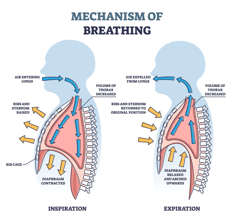 Mechanism of breathing: inspiration shows expanded lungs; expiration shows contracted lungs.
