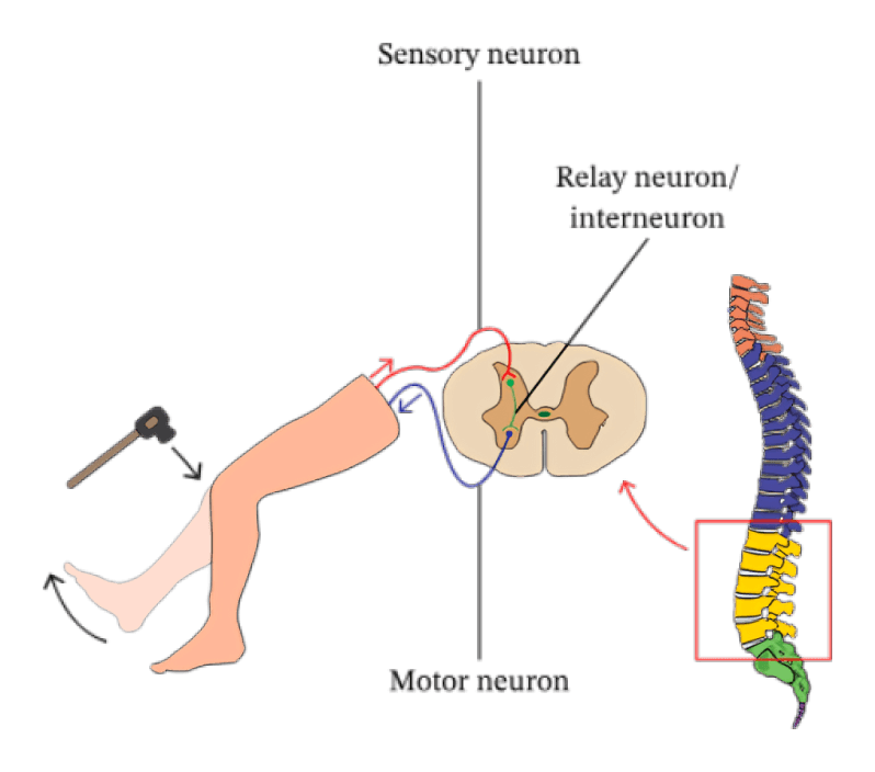 Knee-jerk reflex pathway diagram with spinal cord section.