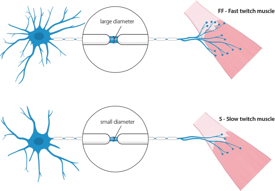 Nerve diameter influences fast- and slow-twitch muscles.