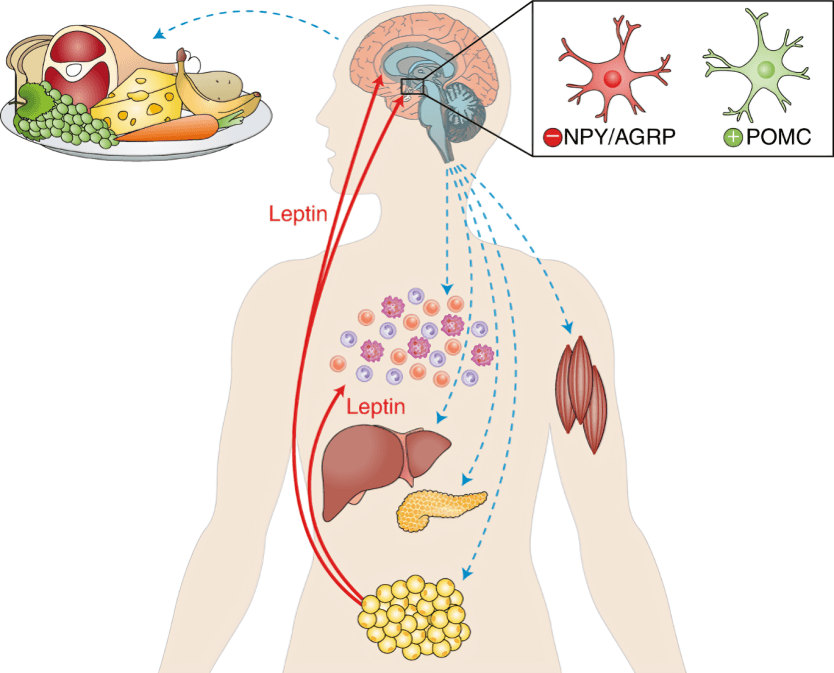 Leptin signaling pathway regulating appetite and energy expenditure.