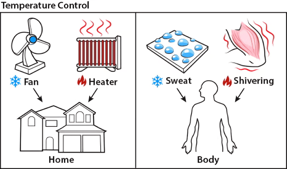 Fan, heater, sweat, and shivering for home and body temperature.