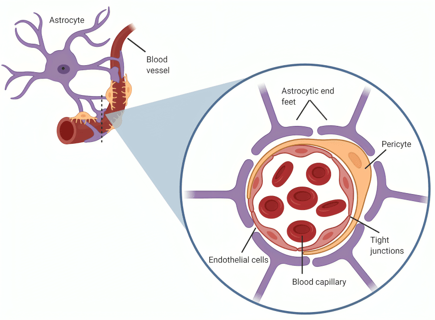 Diagram of astrocyte, blood vessel, and blood-brain barrier.