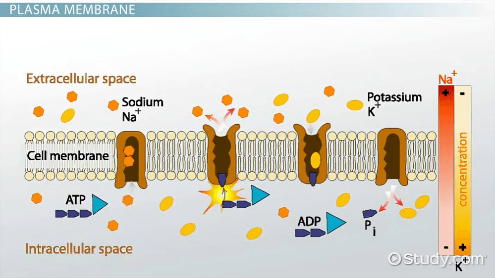 Sodium-potassium pump maintains ion gradients across the plasma membrane.