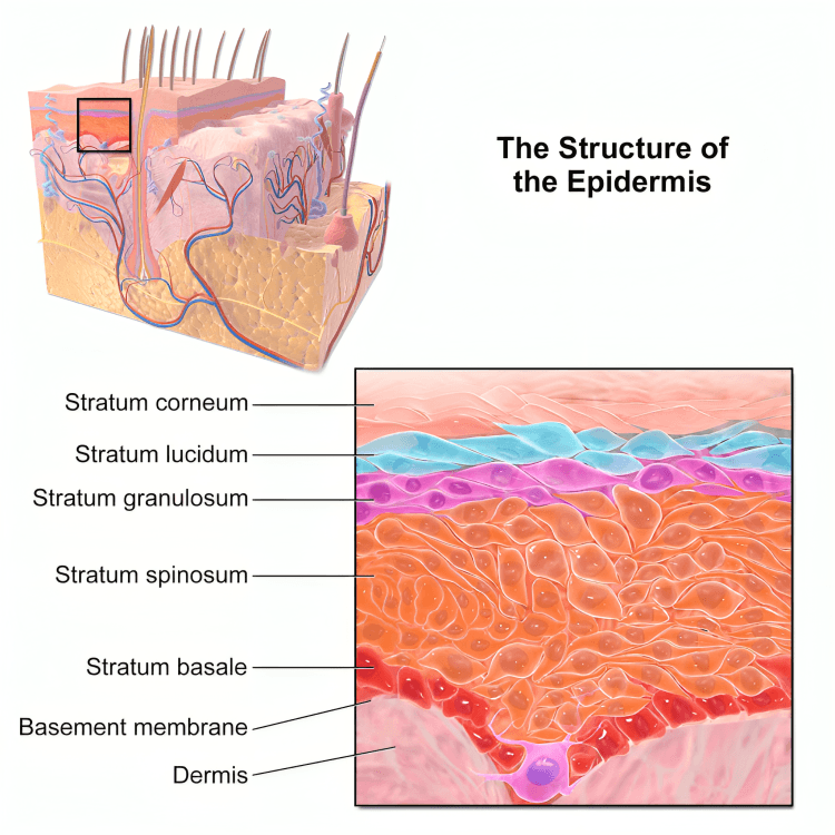 Scientific diagram showing the layers of the human epidermis.