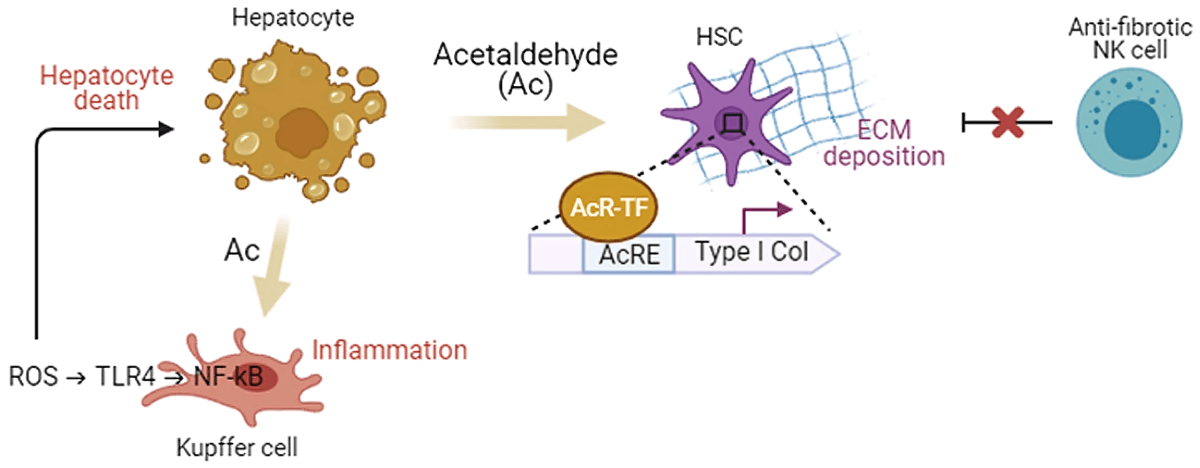 Diagram illustrating acetaldehyde's role in liver cell damage.