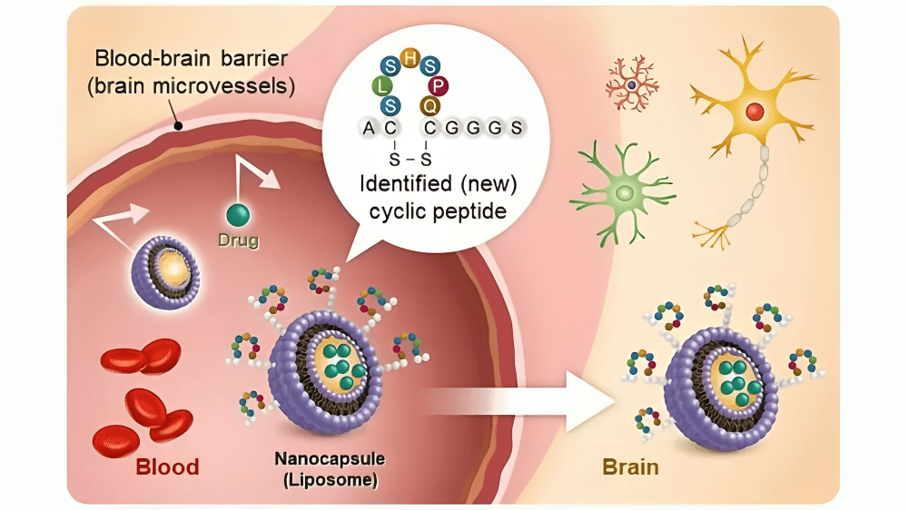 A nanocapsule delivering drugs across the blood-brain barrier.