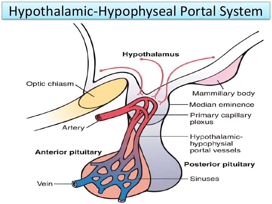 Diagram of the hypothalamic-hypophyseal portal system in the brain.