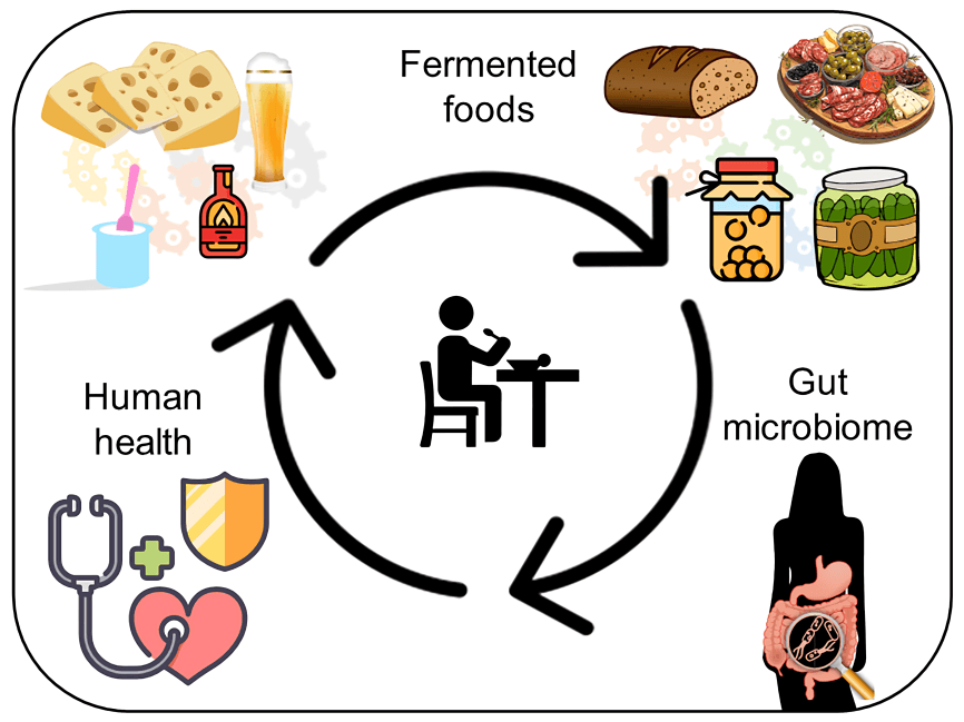 Fermented foods cycle: gut microbiome boosts human health.