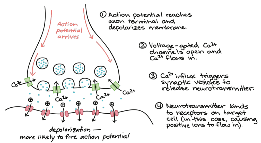 Synaptic transmission with action potential and neurotransmitter release.