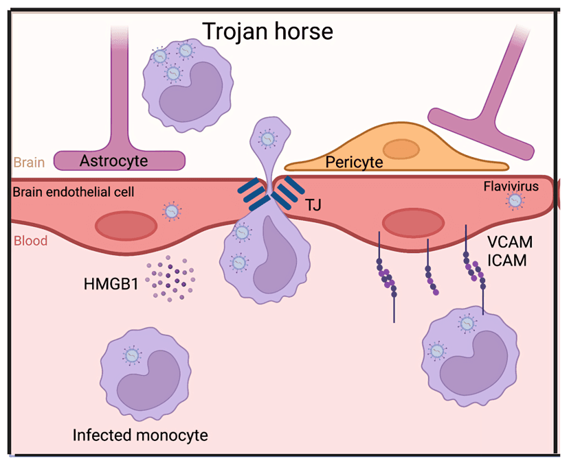 Diagram: Flavivirus "Trojan horse" entry into brain.