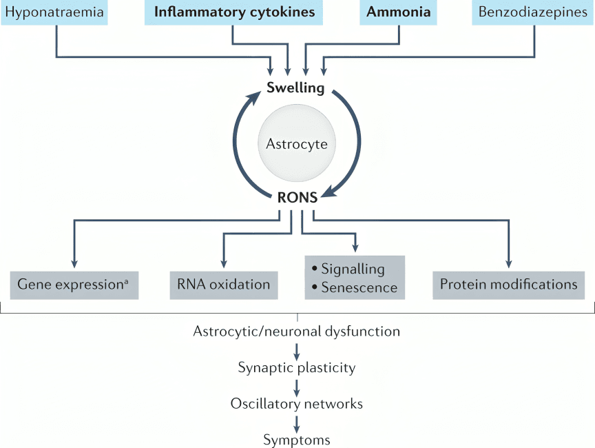A diagram depicting astrocyte dysfunction and its downstream effects.