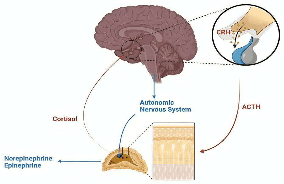 Brain-adrenal axis regulating stress response via hormones.