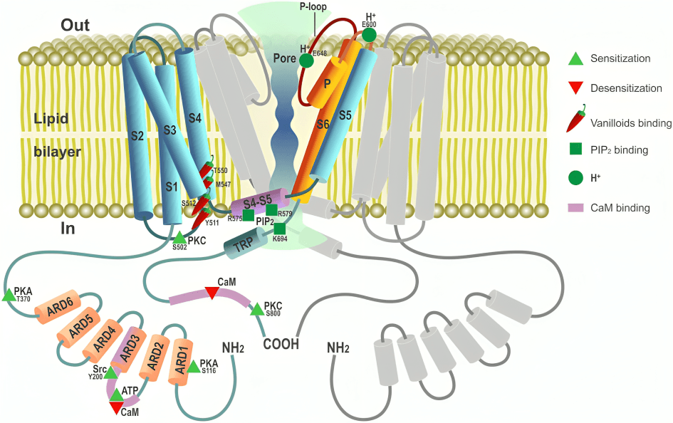 TRPV1 ion channel within a lipid bilayer.