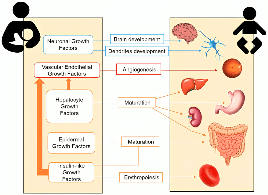 Diagram showing growth factors transferred from mother to baby.