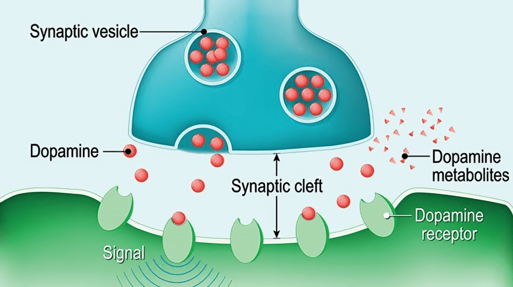 Dopamine neurotransmission at a synapse.
