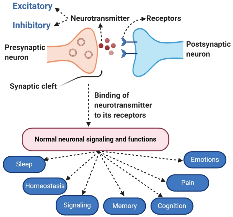 An illustration of normal neuronal signaling and functions.
