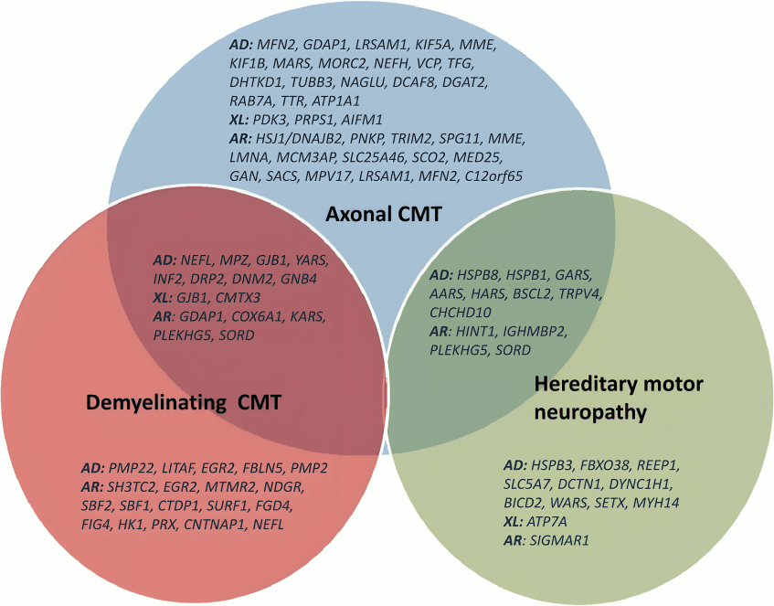 Venn diagram illustrating genes associated with types of CMT.