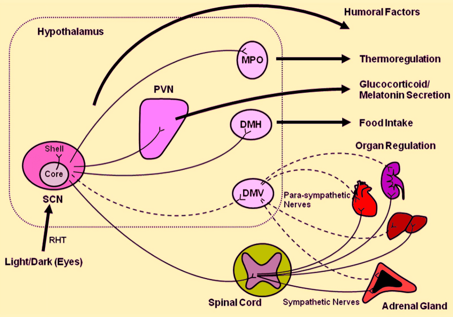 Biological illustration of the hypothalamus regulating body functions.