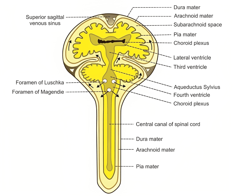Cerebrospinal fluid circulation, brain ventricles, and meninges.