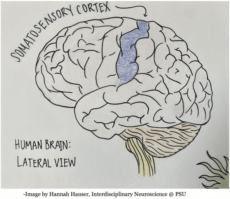 Lateral view of the human brain with the somatosensory cortex.