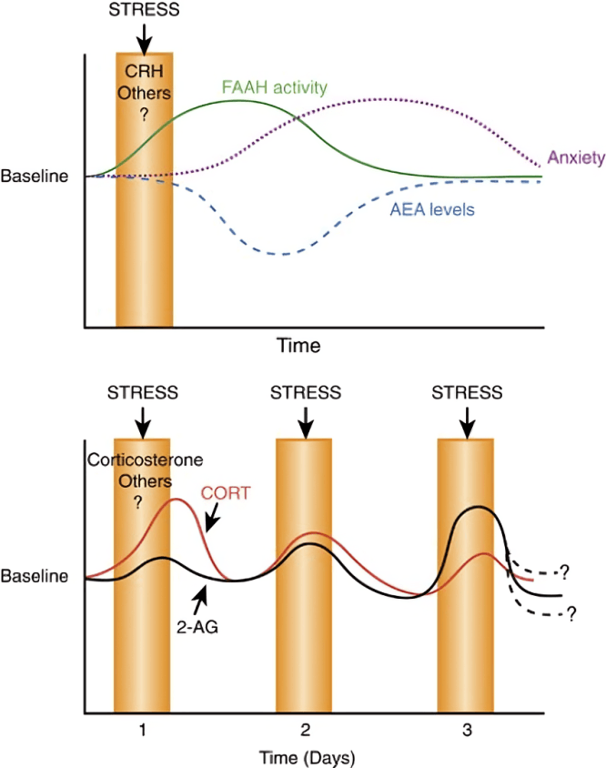 Neurochemical changes and anxiety response to stress over time.