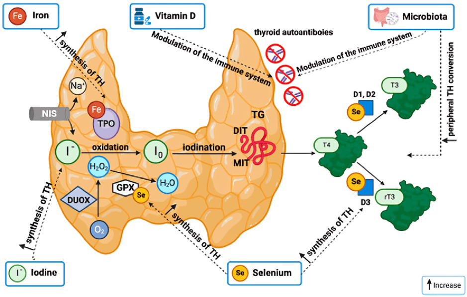 Thyroid hormone synthesis influenced by iron, vitamin D, selenium, and microbiota.
