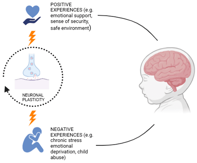 Factors influencing neuronal plasticity and brain development in children.