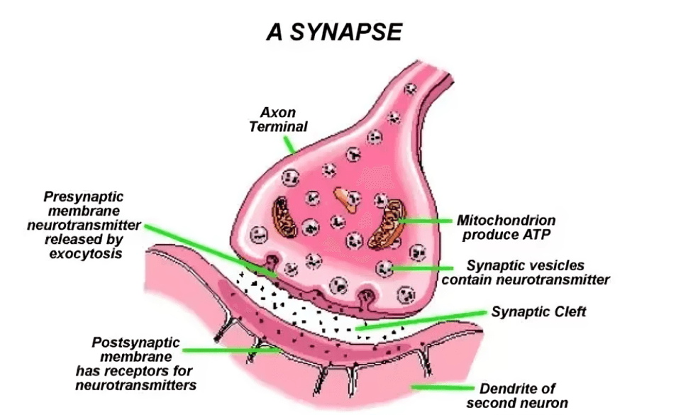 Labeled diagram illustrating the components of a synapse.