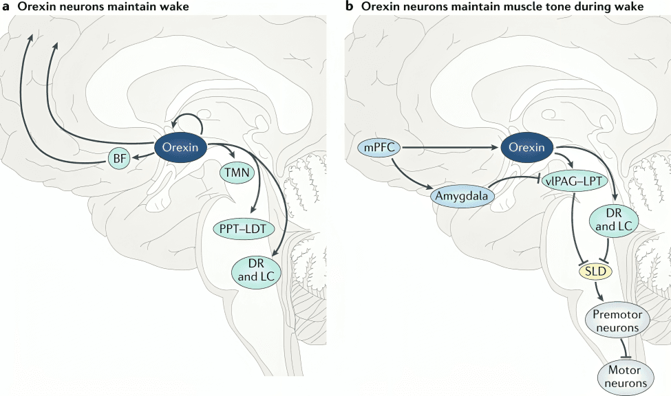 Orexin neurons regulate wakefulness and muscle tone.