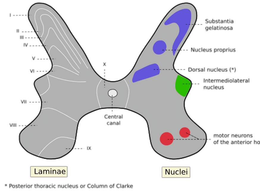 Spinal cord cross-section with laminae and nuclei labeled.