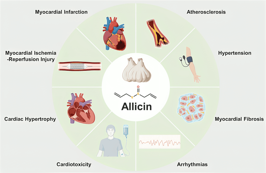 A diagram showing allicin's potential effects on cardiovascular diseases.