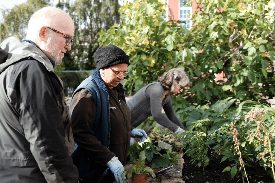 Three people gardening together outdoors on a sunny day.
