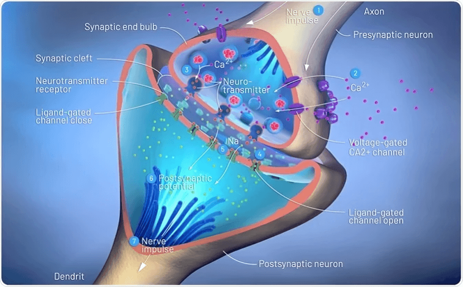 Synaptic transmission shows a nerve impulse across a synapse.