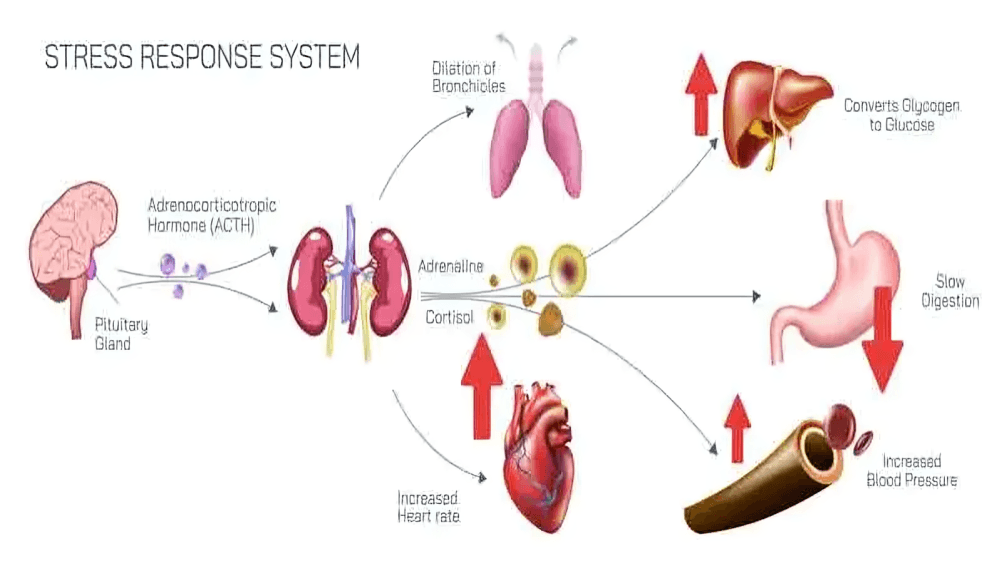 Diagram illustrating the human body's stress response system.