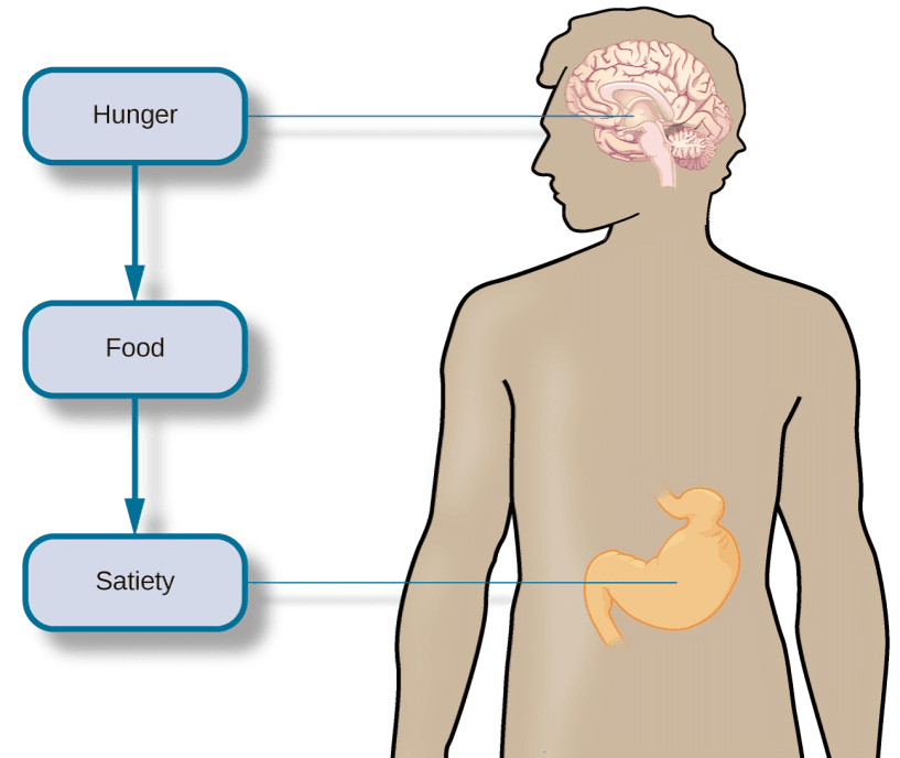 Hunger, food, and satiety pathway connecting brain to stomach.