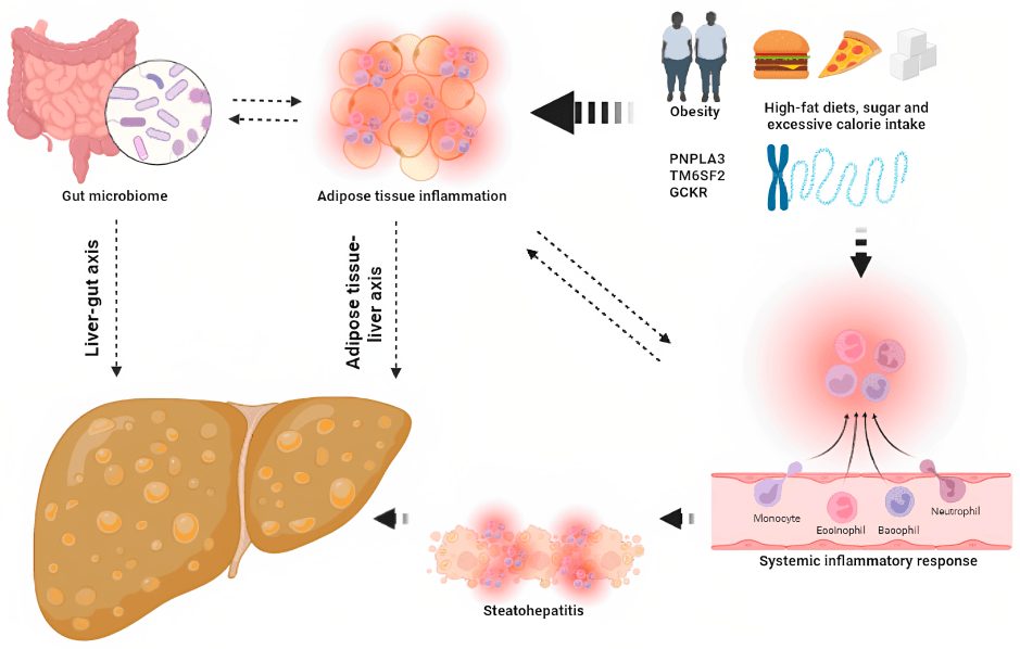Diagram of gut microbiome, obesity, and liver health with text labels.