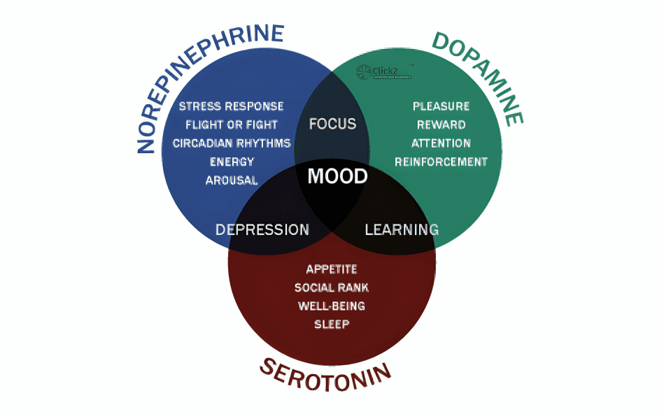 Venn diagram showing serotonin, norepinephrine, dopamine, and mood.
