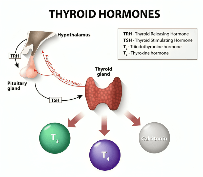 Thyroid hormone regulation via hypothalamus and pituitary gland.