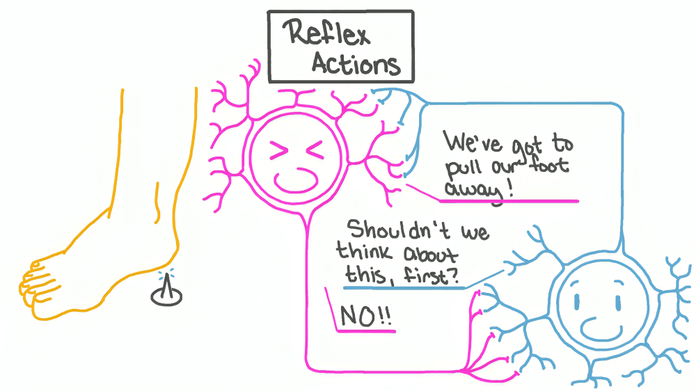 Cartoon illustrating a foot's reflex action.