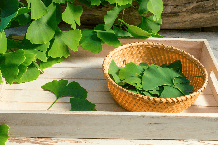 Fresh ginkgo leaves in a basket on a wooden tray.