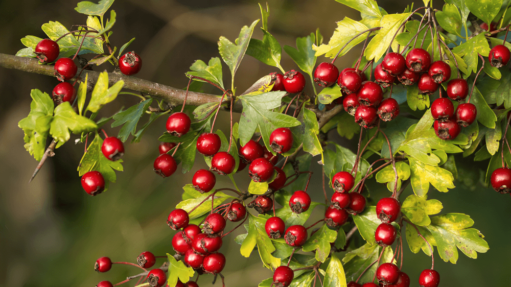 Close-up of red berries on a branch.