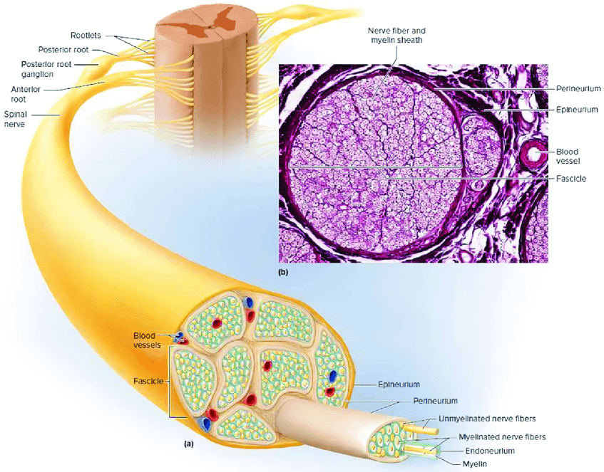 Detailed anatomical diagrams of spinal nerve and nerve cross-section.